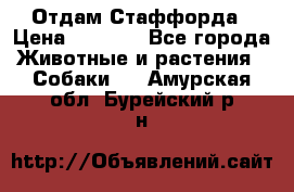 Отдам Стаффорда › Цена ­ 2 000 - Все города Животные и растения » Собаки   . Амурская обл.,Бурейский р-н